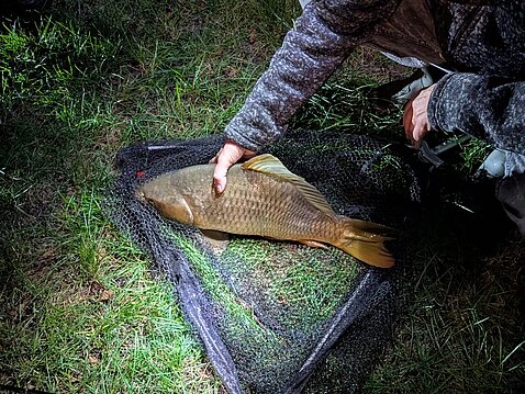 Aus dem Totholz gelockt